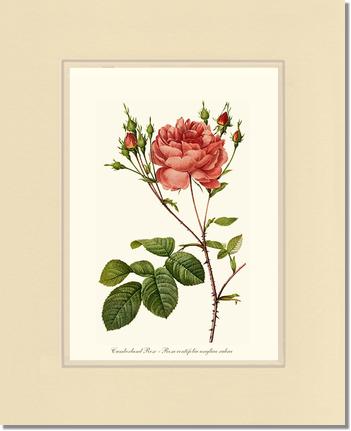 Rose Wall Art Print: Cumberland Rose - Vintage Botanical Wall Decor- Charting Nature