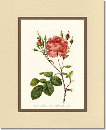 Rose Wall Art Print: Cumberland Rose - Vintage Botanical Wall Decor- Charting Nature