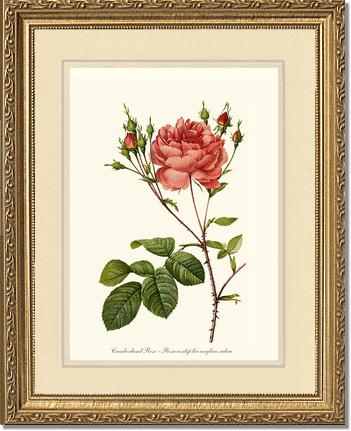 Rose Wall Art Print: Cumberland Rose - Vintage Botanical Wall Decor- Charting Nature