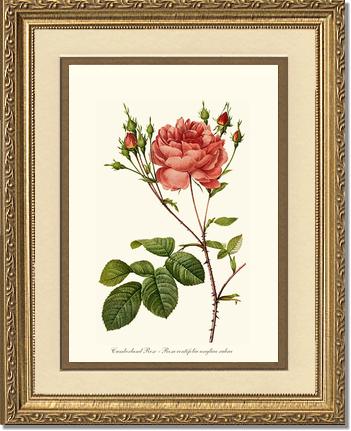 Rose Wall Art Print: Cumberland Rose - Vintage Botanical Wall Decor- Charting Nature