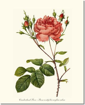 Rose Wall Art Print: Cumberland Rose - Vintage Botanical Wall Decor- Charting Nature