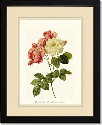 Rose Wall Art Print: Damask Rose - Vintage Botanical Wall Decor- Charting Nature
