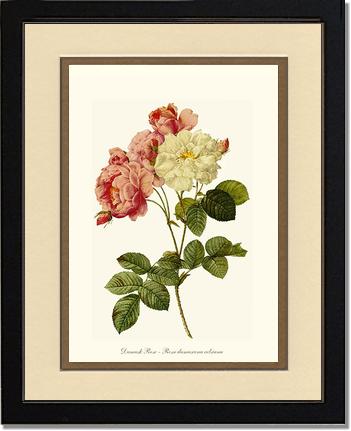 Rose Wall Art Print: Damask Rose - Vintage Botanical Wall Decor- Charting Nature