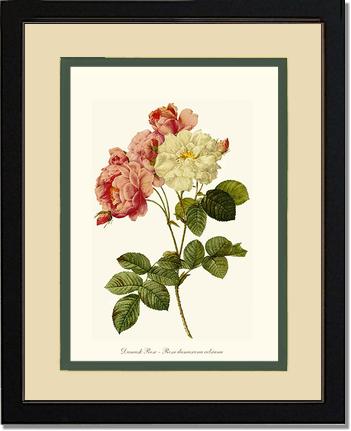 Rose Wall Art Print: Damask Rose - Vintage Botanical Wall Decor- Charting Nature