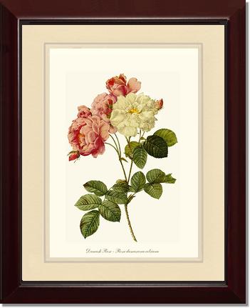Rose Wall Art Print: Damask Rose - Vintage Botanical Wall Decor- Charting Nature