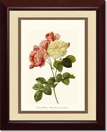 Rose Wall Art Print: Damask Rose - Vintage Botanical Wall Decor- Charting Nature