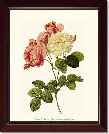 Rose Wall Art Print: Damask Rose - Vintage Botanical Wall Decor- Charting Nature