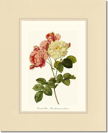 Rose Wall Art Print: Damask Rose - Vintage Botanical Wall Decor- Charting Nature