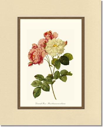 Rose Wall Art Print: Damask Rose - Vintage Botanical Wall Decor- Charting Nature