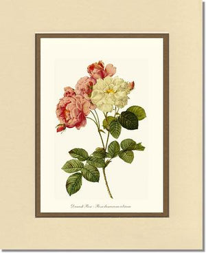 Damask Rose