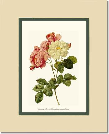 Rose Wall Art Print: Damask Rose - Vintage Botanical Wall Decor- Charting Nature