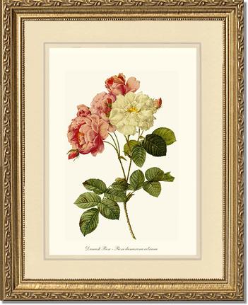Rose Wall Art Print: Damask Rose - Vintage Botanical Wall Decor- Charting Nature