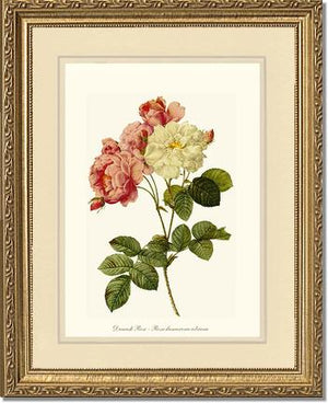 Damask Rose