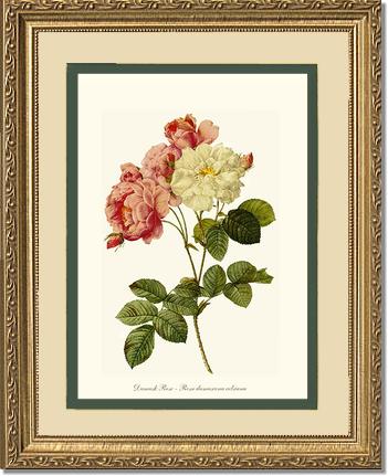 Rose Wall Art Print: Damask Rose - Vintage Botanical Wall Decor- Charting Nature