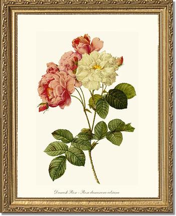Damask Rose: Vintage Botanical Rose Wall Art Prints – Charting Nature