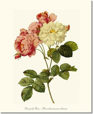 Rose Wall Art Print: Damask Rose - Vintage Botanical Wall Decor- Charting Nature