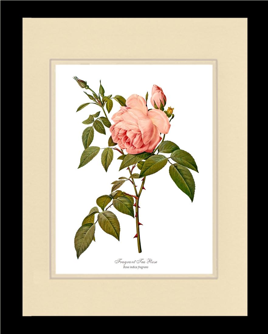 Rose Wall Art Print: Fragrant Tea Rose - Vintage Botanical Wall Decor- Charting Nature