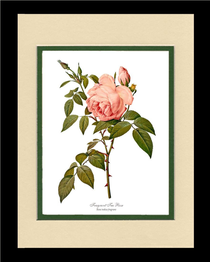 Rose Wall Art Print: Fragrant Tea Rose - Vintage Botanical Wall Decor- Charting Nature
