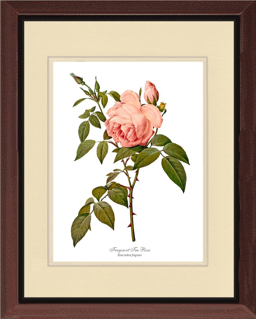 Rose Wall Art Print: Fragrant Tea Rose - Vintage Botanical Wall Decor- Charting Nature