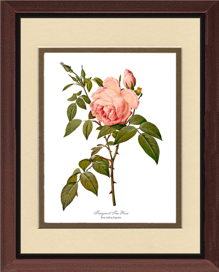 Rose Wall Art Print: Fragrant Tea Rose - Vintage Botanical Wall Decor- Charting Nature