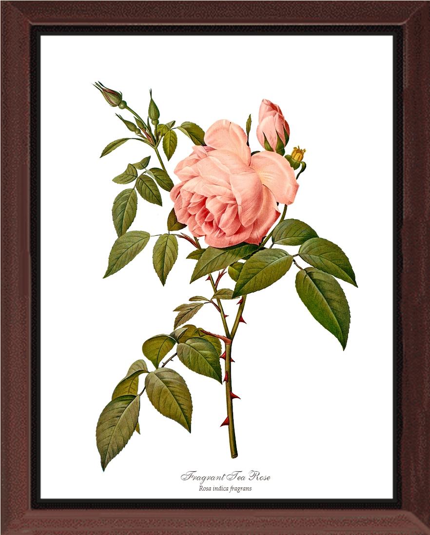 Rose Wall Art Print: Fragrant Tea Rose - Vintage Botanical Wall Decor- Charting Nature