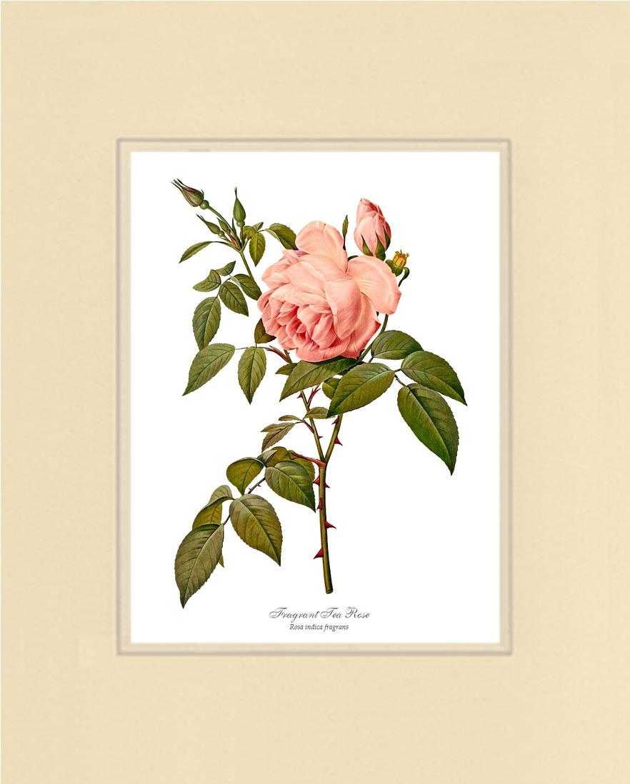 Rose Wall Art Print: Fragrant Tea Rose - Vintage Botanical Wall Decor- Charting Nature