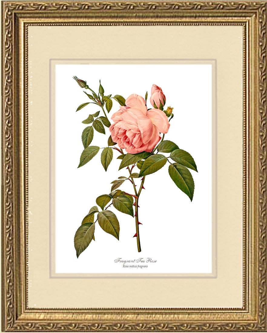 Rose Wall Art Print: Fragrant Tea Rose - Vintage Botanical Wall Decor- Charting Nature