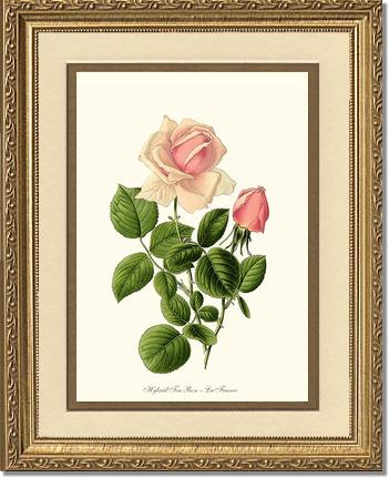 Rose Wall Art Print: Fragrant Tea Rose - Vintage Botanical Wall Decor- Charting Nature
