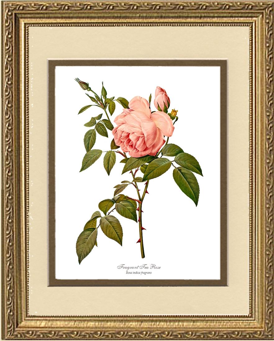 Rose Wall Art Print: Fragrant Tea Rose - Vintage Botanical Wall Decor- Charting Nature