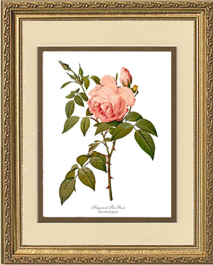 Fragrant Tea Rose