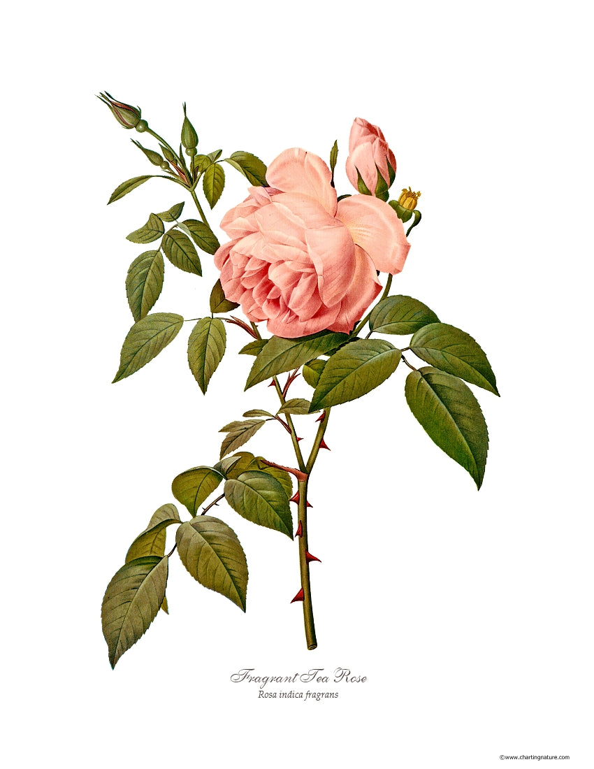 Rose Wall Art Print: Fragrant Tea Rose - Vintage Botanical Wall Decor- Charting Nature