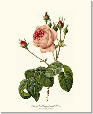 Rose Print: Great Cabbage Leaved Rose