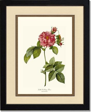 Rose Wall Art Print: Little Cabbage Rose - Vintage Botanical Wall Decor- Charting Nature