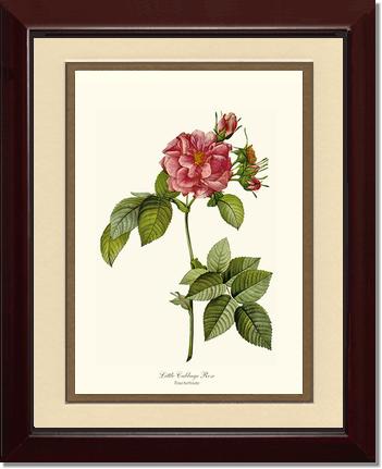 Rose Wall Art Print: Little Cabbage Rose - Vintage Botanical Wall Decor- Charting Nature