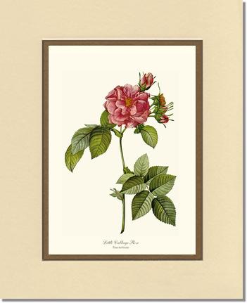 Rose Wall Art Print: Little Cabbage Rose - Vintage Botanical Wall Decor- Charting Nature
