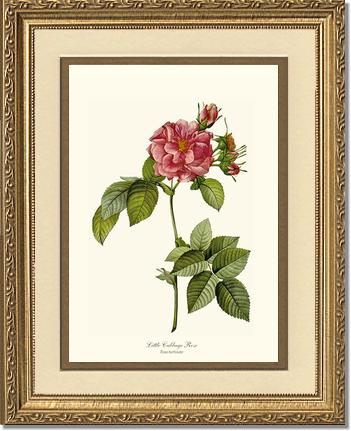 Rose Wall Art Print: Little Cabbage Rose - Vintage Botanical Wall Decor- Charting Nature