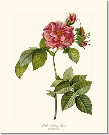Rose Wall Art Print: Little Cabbage Rose - Vintage Botanical Wall Decor- Charting Nature