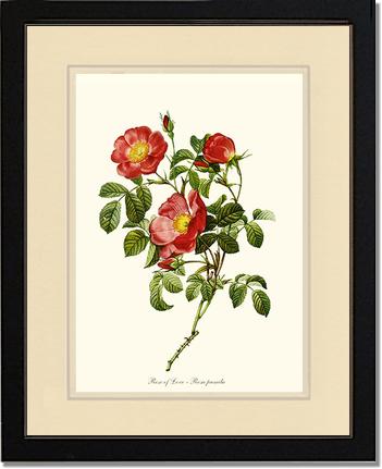 Rose Wall Art Print: Rose of Love - Vintage Botanical Wall Decor- Charting Nature