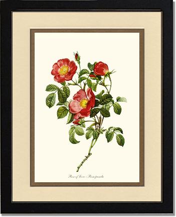 Rose Wall Art Print: Rose of Love - Vintage Botanical Wall Decor- Charting Nature