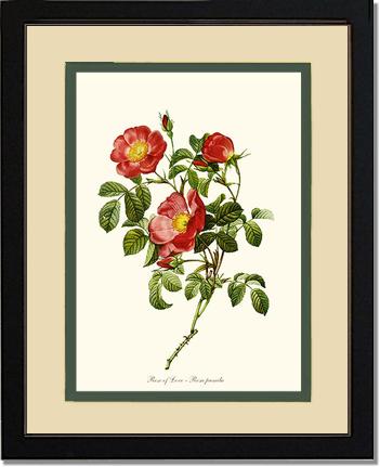 Rose Wall Art Print: Rose of Love - Vintage Botanical Wall Decor- Charting Nature