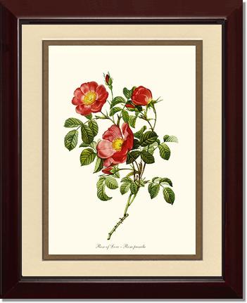Rose Wall Art Print: Rose of Love - Vintage Botanical Wall Decor- Charting Nature