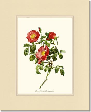 Rose Wall Art Print: Rose of Love - Vintage Botanical Wall Decor- Charting Nature