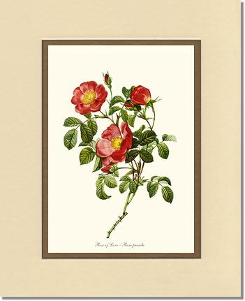 Rose Wall Art Print: Rose of Love - Vintage Botanical Wall Decor- Charting Nature