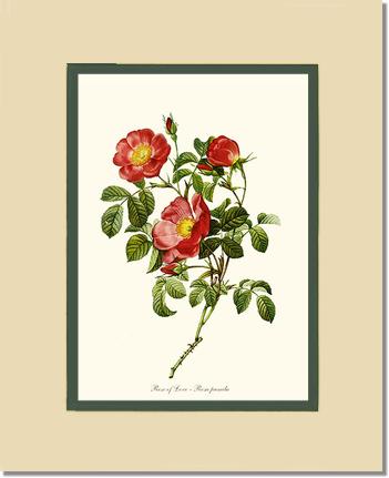 Rose Wall Art Print: Rose of Love - Vintage Botanical Wall Decor- Charting Nature