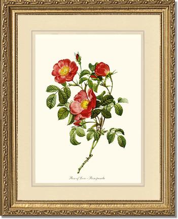 Rose Wall Art Print: Rose of Love - Vintage Botanical Wall Decor- Charting Nature