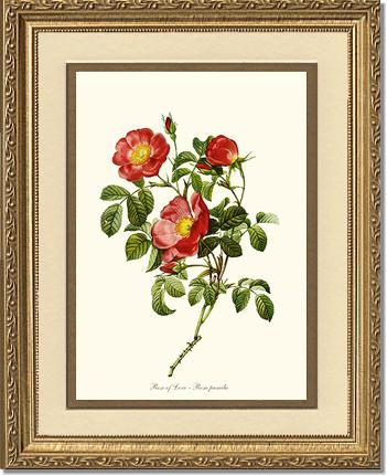 Rose Wall Art Print: Rose of Love - Vintage Botanical Wall Decor- Charting Nature