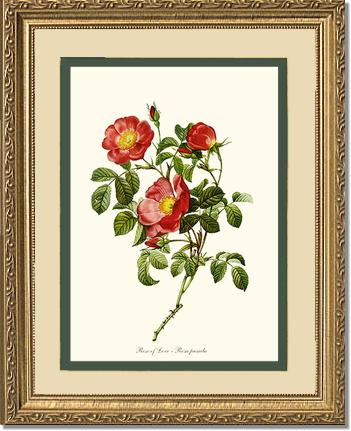 Rose Wall Art Print: Rose of Love - Vintage Botanical Wall Decor- Charting Nature