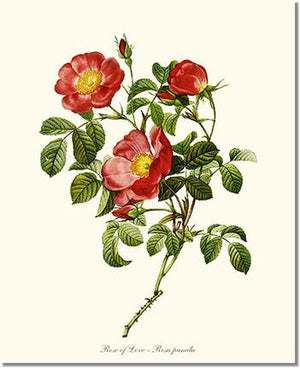 Rose Wall Art Print: Rose of Love - Vintage Botanical Wall Decor- Charting Nature