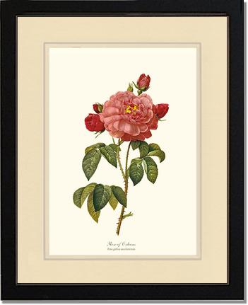 Rose Wall Art Print: Rose of Orleans - Vintage Botanical Wall Decor- Charting Nature