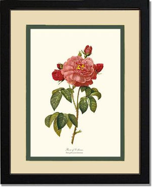 Rose Wall Art Print: Rose of Orleans - Vintage Botanical Wall Decor- Charting Nature